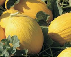 Melone giallo